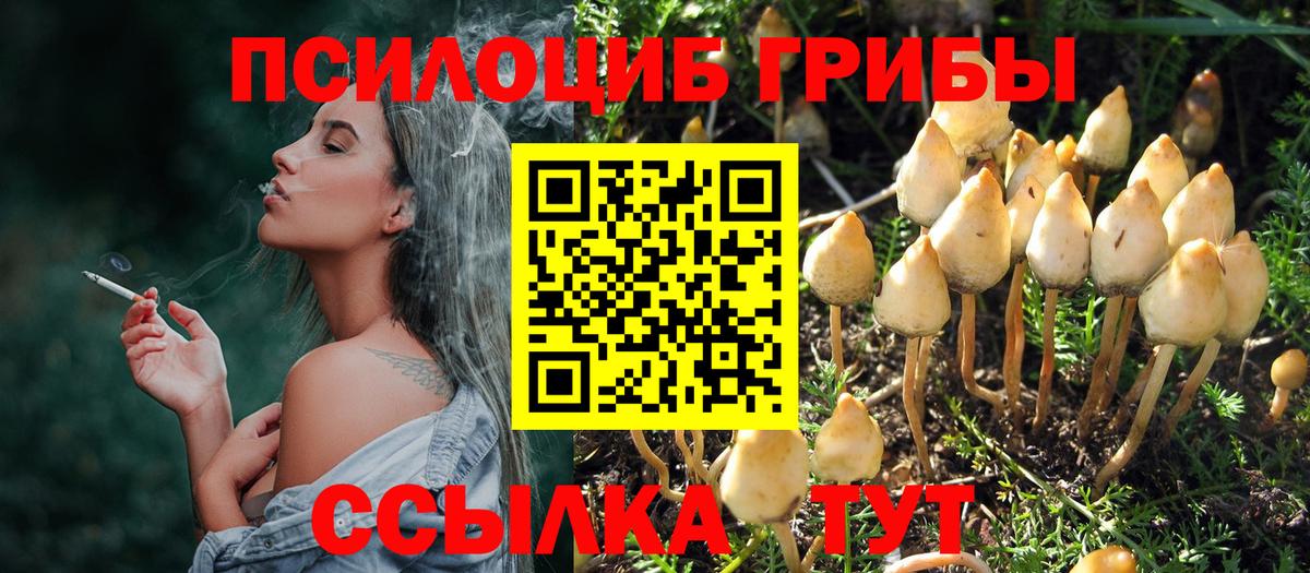 Арсеньев  Галлюциногенные грибы прущие грибы  Вход с VPN 